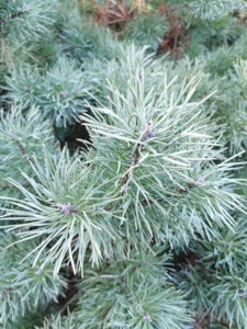 Bild von Pinus